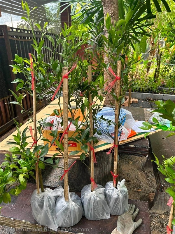 ต้นส้มโชกุน | สีแพร - เมืองนครศรีธรรมราช นครศรีธรรมราช