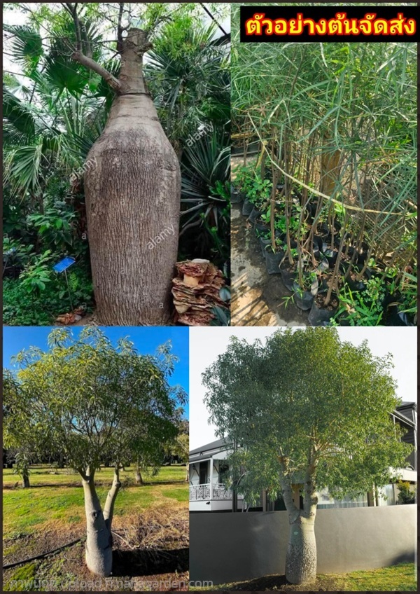 ต้นขวดควีนแลนด์ Bottle tree Queensland bottle tree | Shopping by lewat - เมืองมหาสารคาม มหาสารคาม