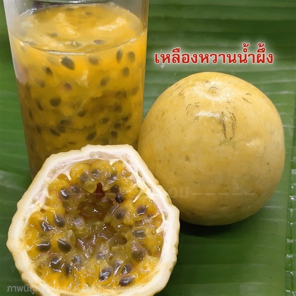 เสาวรสเหลืองหวานน้ำผึ้ง ต้นเสียบยอด | ลมุนการ์เด้นท์ - พาน เชียงราย