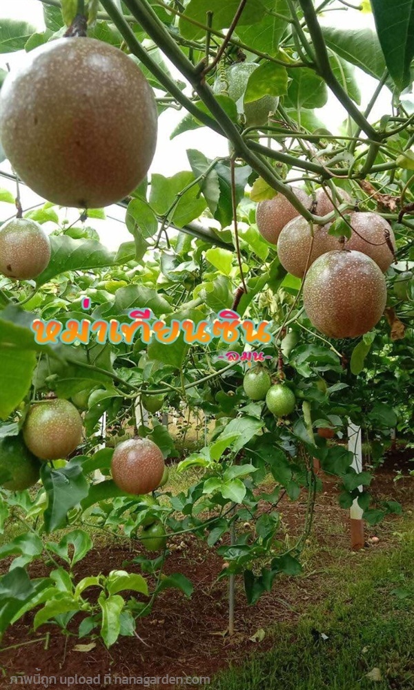 เสาวรสพันธุ์หม่าเทียนซิน ต้นเสียบยอด | ลมุนการ์เด้นท์ - พาน เชียงราย