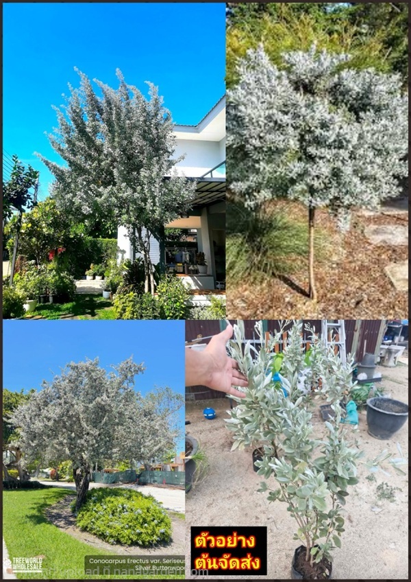ต้นกระดุมใบเงิน Silver Buttonwood สวยเด่นไม้ประธาน | Shopping by lewat - เมืองมหาสารคาม มหาสารคาม