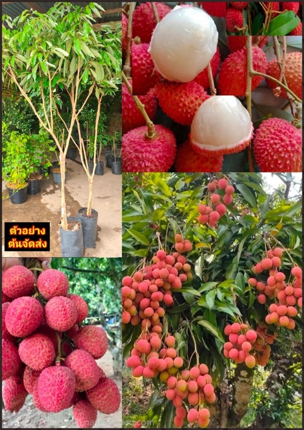 ต้นลิ้นจี่ฮงฮวย สูง 170cm กิ่งตอน Litchi chinensis | Shopping by lewat - เมืองมหาสารคาม มหาสารคาม