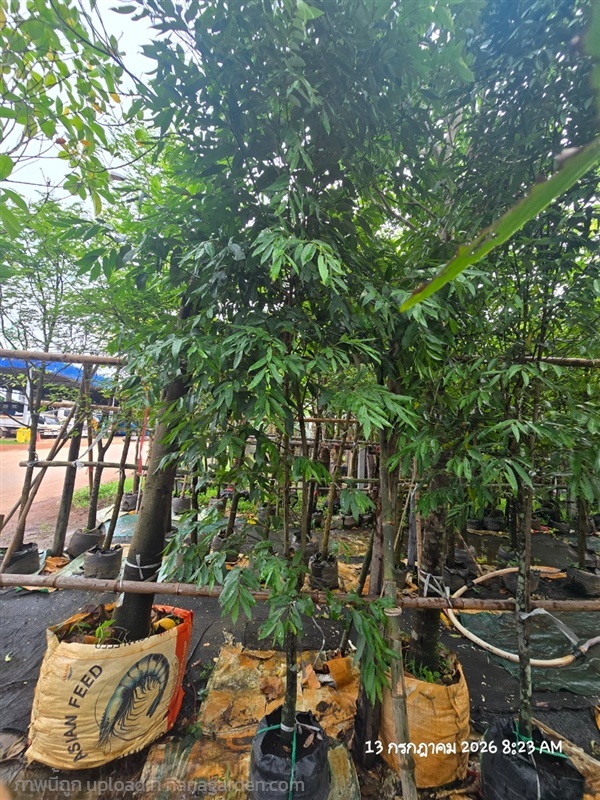 ลำดวน1.5",2" | สวนป้านิตย์ ปราจีนบุรี - เมืองปราจีนบุรี ปราจีนบุรี