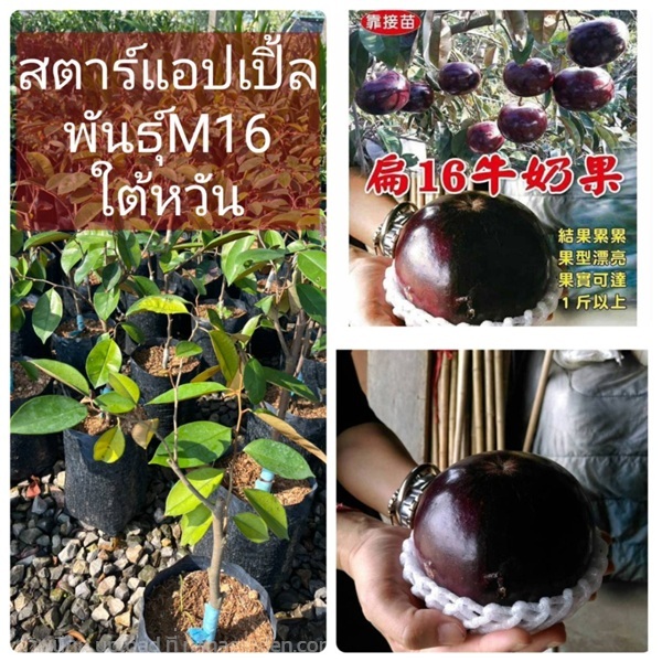 ต้นสตาร์แอปเปิ้ลใต้หวันพันธุ์M16 ทาบกิ่ง | ห้างหุ้นส่วนจำกัด แกรนด์การ์เด้น พลัส - คลองหลวง ปทุมธานี