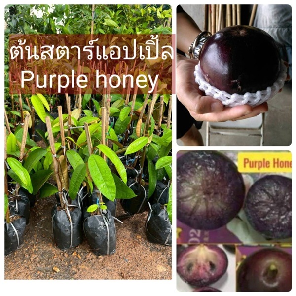 ต้นสตาร์แอปเปิ้ลใต้หวัน  | ห้างหุ้นส่วนจำกัด แกรนด์การ์เด้น พลัส - คลองหลวง ปทุมธานี