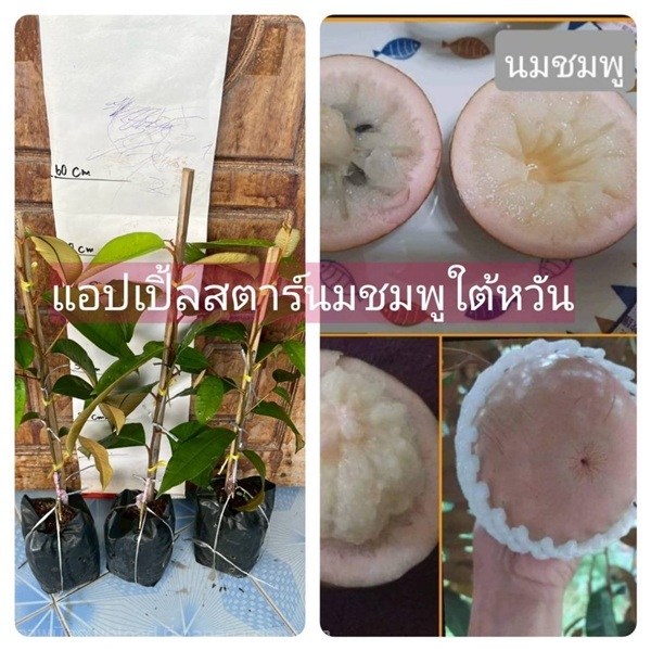ต้นสตาร์แอปเปิ้ลใต้หวัน พันธุ์นมชมพู ทาบกิ่ง | ห้างหุ้นส่วนจำกัด แกรนด์การ์เด้น พลัส - คลองหลวง ปทุมธานี