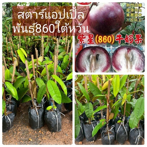 ต้นสตาร์แอปเปิ้ลใต้หวันพันธุ์ 860 ทาบกิ่ง | ห้างหุ้นส่วนจำกัด แกรนด์การ์เด้น พลัส - คลองหลวง ปทุมธานี