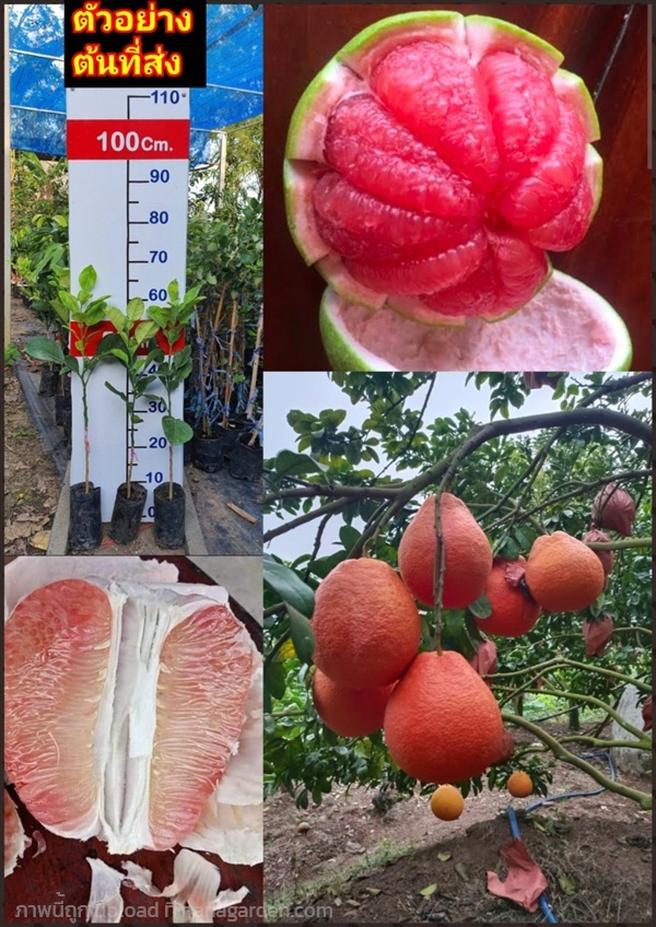 ต้นส้มโอแดงเวียดนาม ต้นส้มโอทับทิม สยาม Citrus max | Shopping by lewat - เมืองมหาสารคาม มหาสารคาม