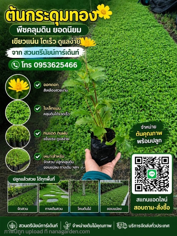 กระดุมทองเลื้อย | ตรีนัย์การ์เด้นท์ - ปทุมวัน กรุงเทพมหานคร