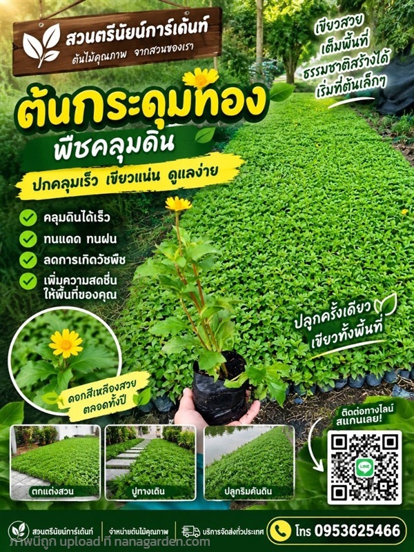 กระดุมทอง | ตรีนัย์การ์เด้นท์ - ปทุมวัน กรุงเทพมหานคร
