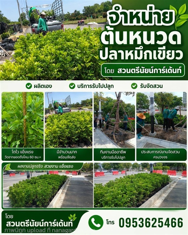 หนวดปลาหมึกเขียว | ตรีนัย์การ์เด้นท์ - ปทุมวัน กรุงเทพมหานคร