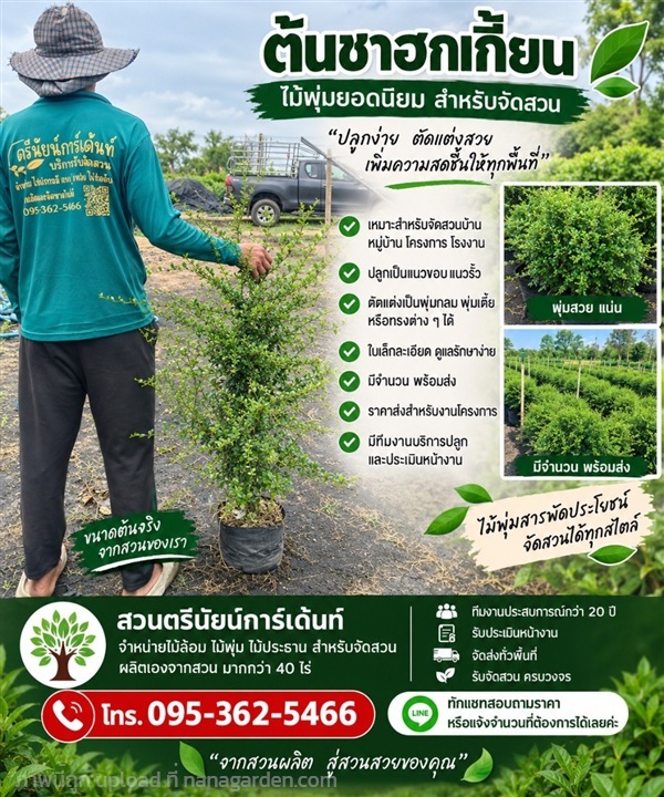 ชาฮกเกี้ยน หรือ ชาดัด | ตรีนัย์การ์เด้นท์ - ปทุมวัน กรุงเทพมหานคร