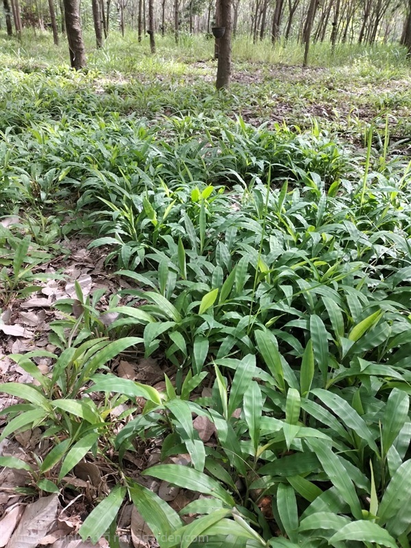 หญ้ารีแพร์ Barbed grass | Alungkarn - เมืองราชบุรี ราชบุรี