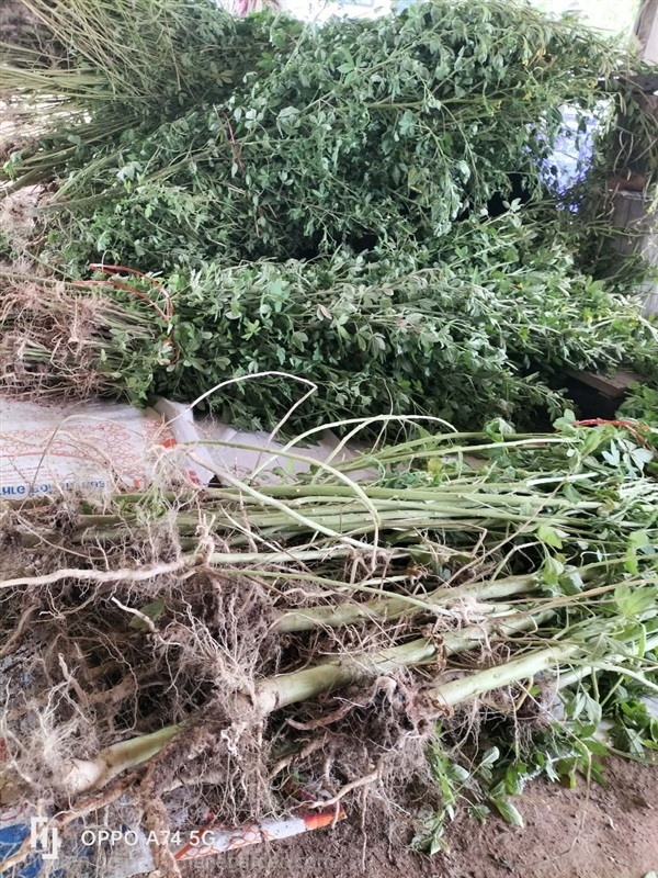 ผักเสี้ยนผี Fresh Asian Spider Flower | Alungkarn - เมืองราชบุรี ราชบุรี
