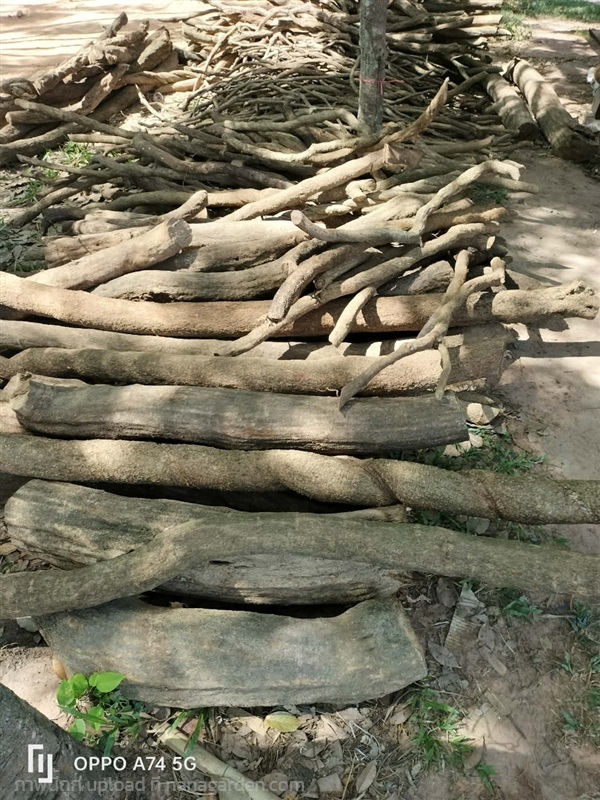เถาวัลย์เปรียง (Jewel vine) | Alungkarn - เมืองราชบุรี ราชบุรี