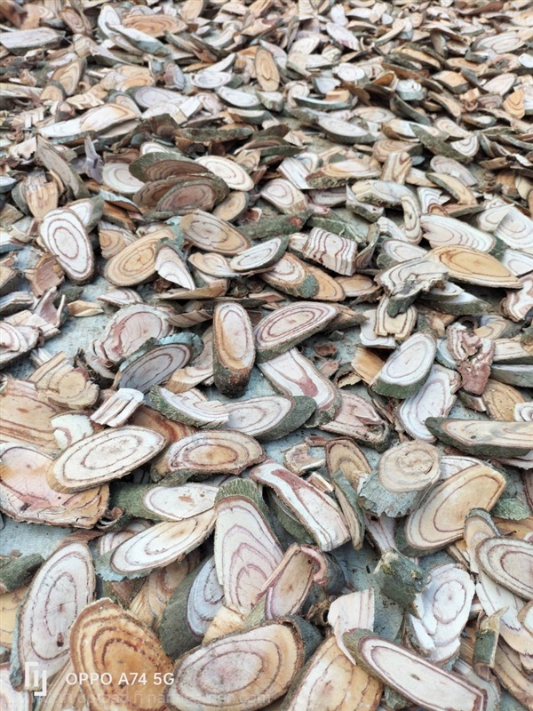 กำแพงเจ็ดชั้น Chinese salacia | Alungkarn - เมืองราชบุรี ราชบุรี