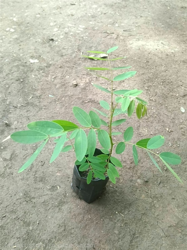 ต้นพันธุ์ ขี้เหล็ก พร้อมปลูกในถุงดำ 39 บาท  | เจซีฟาร์ม - เวียงชัย เชียงราย
