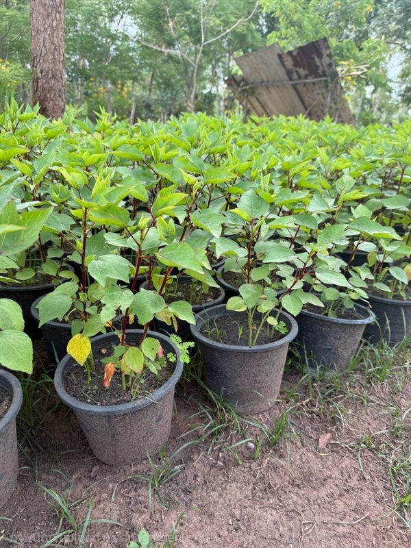 ต้นกระเจี๊ยบ ROSELLE PLANT | Alungkarn - เมืองราชบุรี ราชบุรี