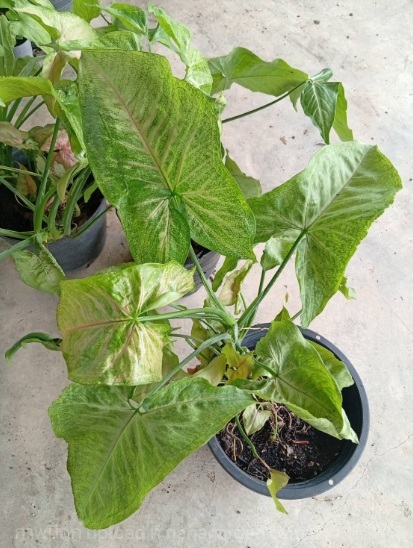 ต้นเงินไหลมาด่าง Syngonium podophyllum | Alungkarn - เมืองราชบุรี ราชบุรี