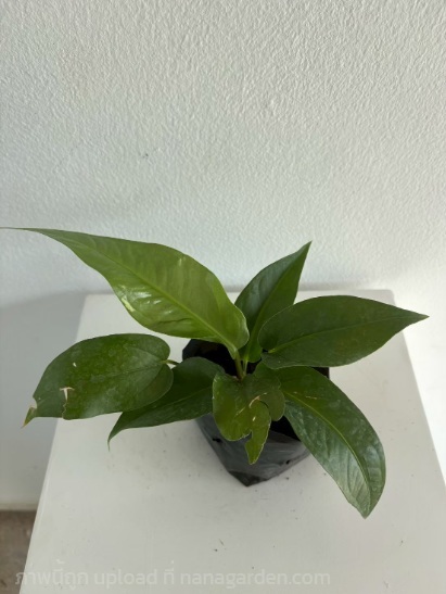 ต้นเงินไหลมาเขียว Arrowhead Vine | Alungkarn - เมืองราชบุรี ราชบุรี