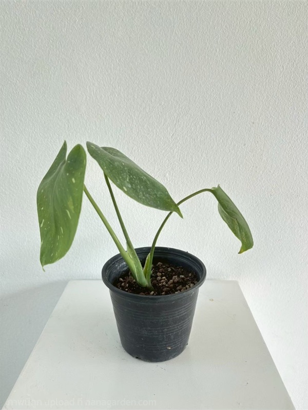 ต้นมอนสเตอร่าไทคอน Monstera Thai Constellation | Alungkarn - เมืองราชบุรี ราชบุรี