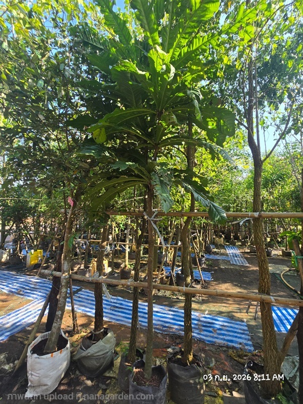 จิกเศรษฐี2" | สวนป้านิตย์ ปราจีนบุรี - เมืองปราจีนบุรี ปราจีนบุรี