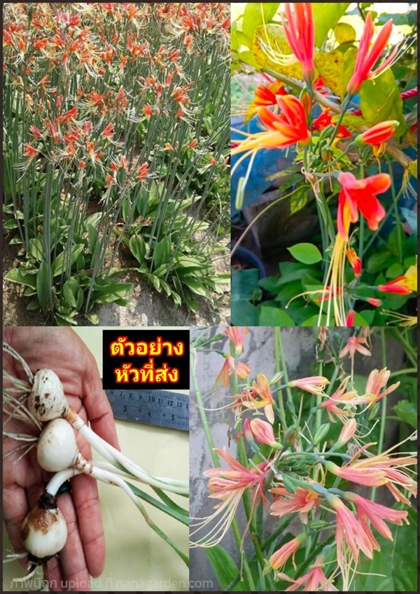 หัว ว่านมหาลาภ Queen lily Phaedranassa Eucrosia bi | Shopping by lewat - เมืองมหาสารคาม มหาสารคาม