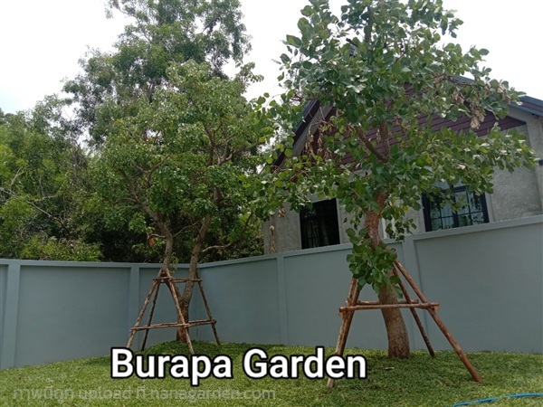 รับปลูกต้นไม้ ปลูกหญ้า | Burapa Garden  - เมืองปราจีนบุรี ปราจีนบุรี