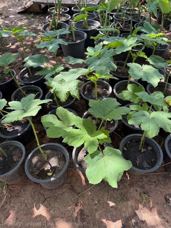 ต้นกระเจี๊ยบเขียว ROSELLE PLANT | Alungkarn - เมืองราชบุรี ราชบุรี