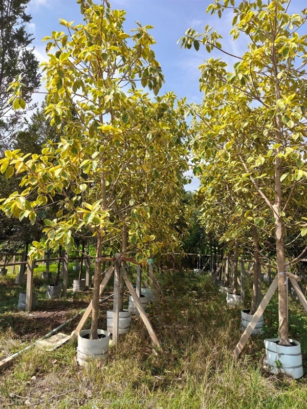 ต้นยางอินเดียด่าง | Burapa Garden  - เมืองปราจีนบุรี ปราจีนบุรี