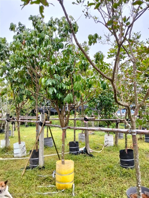 ต้นลองกอง | Burapa Garden  - เมืองปราจีนบุรี ปราจีนบุรี