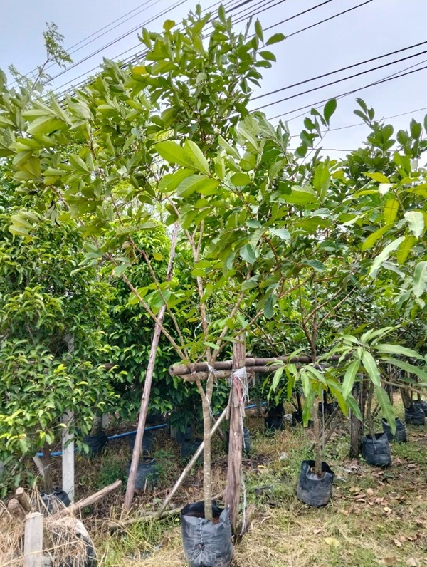 ต้นเงาะโรงเรียน | Burapa Garden  - เมืองปราจีนบุรี ปราจีนบุรี