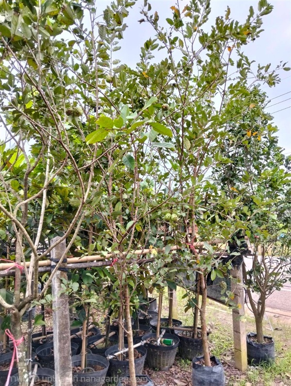ต้นฝรั่ง | Burapa Garden  - เมืองปราจีนบุรี ปราจีนบุรี
