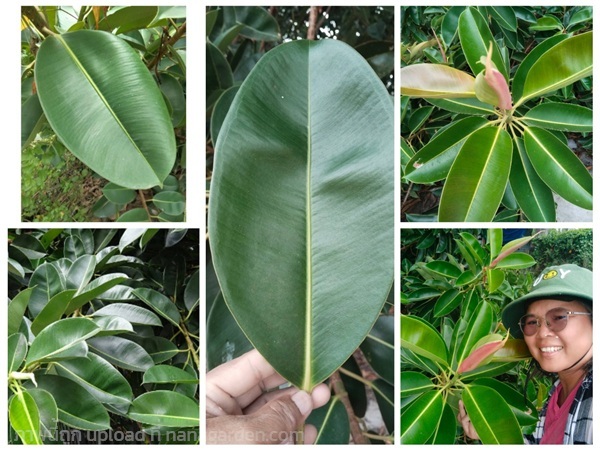 ยางอินเดีย ขายใบสด1 กิโลกรัม 100 บาท | เมล็ดพันธุ์ดี เกษตรวิถีไทย - เมืองระยอง ระยอง