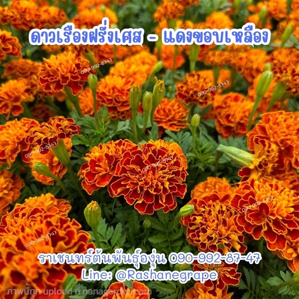 ดาวเรืองฝรั่งเศส - แดงขอบเหลือง (ขายเมล็ด-ต้น) | ราเชนทร์ต้นพันธุ์องุ่น - หนองแขม กรุงเทพมหานคร