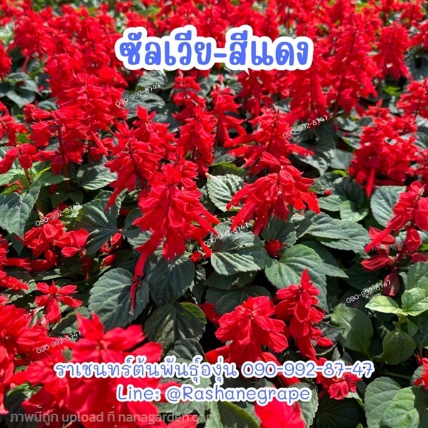ซัลเวียแดง (ขายเมล็ด-ต้น-ต้นกล้าถาดหลุม) | ราเชนทร์ต้นพันธุ์องุ่น - หนองแขม กรุงเทพมหานคร