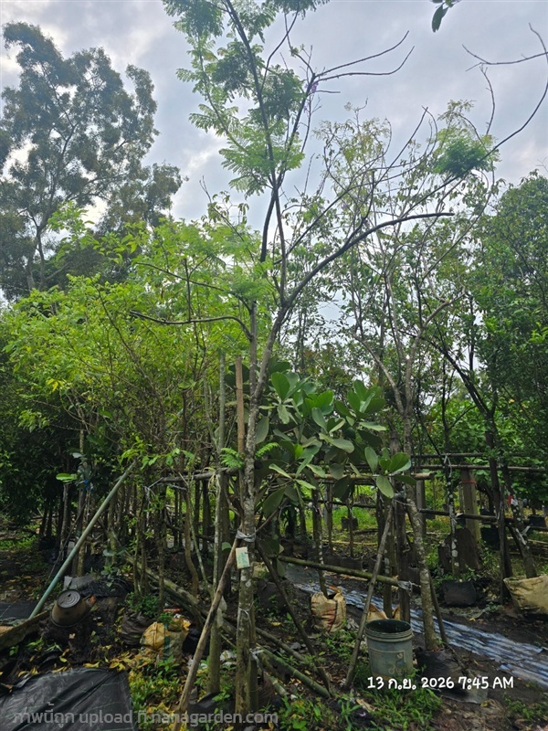 ศรีตรัง2"+ | สวนป้านิตย์ ปราจีนบุรี - เมืองปราจีนบุรี ปราจีนบุรี
