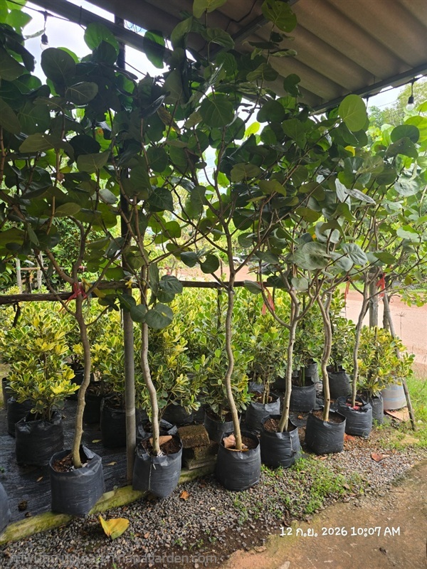 องุ่นทะเล1.5" | สวนป้านิตย์ ปราจีนบุรี - เมืองปราจีนบุรี ปราจีนบุรี