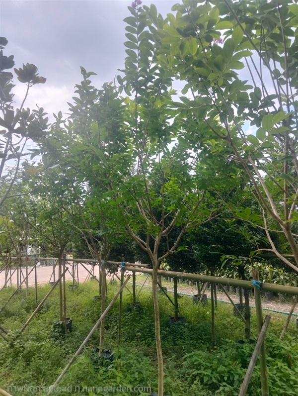 ต้นม่วงส่าหรี | Burapa Garden  - เมืองปราจีนบุรี ปราจีนบุรี