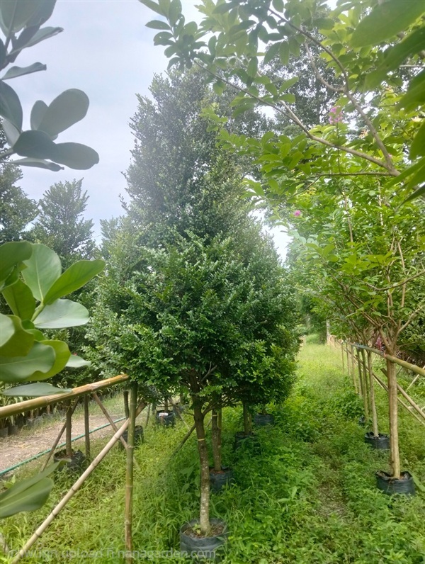 ต้นล่ำซำ | Burapa Garden  - เมืองปราจีนบุรี ปราจีนบุรี
