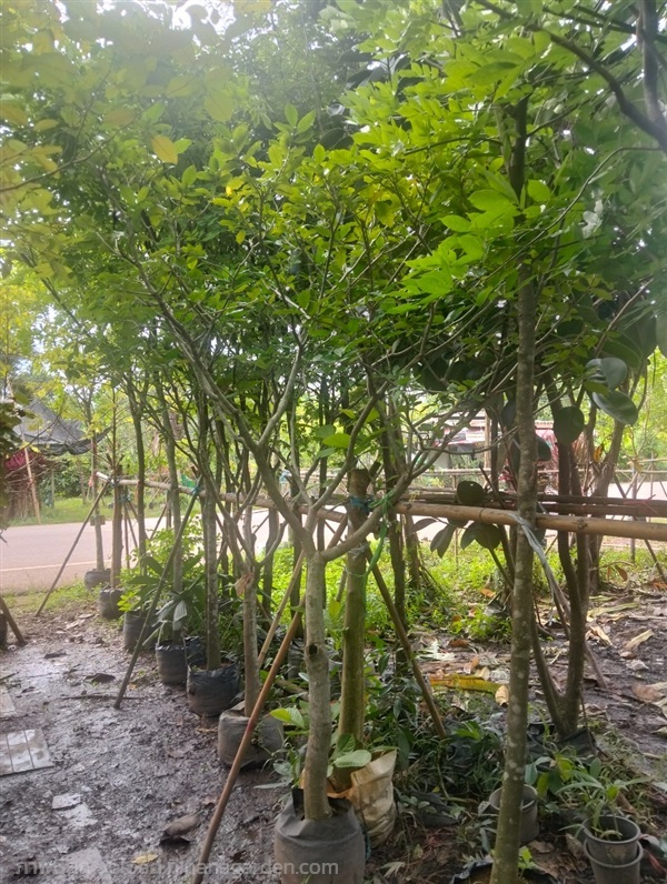 ต้นพุดกังหัน | Burapa Garden  - เมืองปราจีนบุรี ปราจีนบุรี