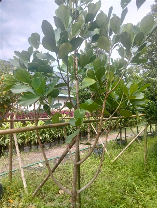 ต้นเกล็ดกระโห้ | Burapa Garden  - เมืองปราจีนบุรี ปราจีนบุรี