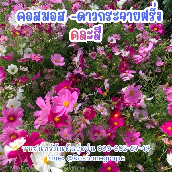 คอสมอส -ดาวกระจายฝรั่งคละสี (ขายเมล็ด-ต้น) | ราเชนทร์ต้นพันธุ์องุ่น - หนองแขม กรุงเทพมหานคร