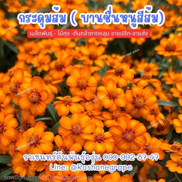 กระดุมส้ม หรือบานชื่นหนูส้ม | ราเชนทร์ต้นพันธุ์องุ่น - หนองแขม กรุงเทพมหานคร