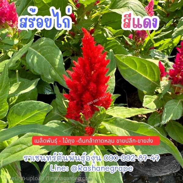 สร้อยไ่ก่สีแดง | ราเชนทร์ต้นพันธุ์องุ่น - หนองแขม กรุงเทพมหานคร