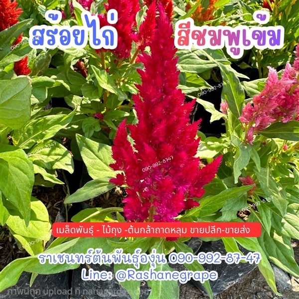 สร้อยไก่สีชมพูเข้ม | ราเชนทร์ต้นพันธุ์องุ่น - หนองแขม กรุงเทพมหานคร