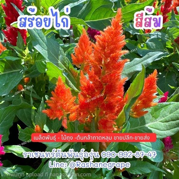 สร้อยไก่สีส้ม | ราเชนทร์ต้นพันธุ์องุ่น - หนองแขม กรุงเทพมหานคร