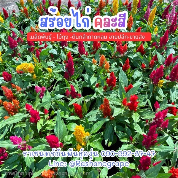 สร้อยไก่คละสี | ราเชนทร์ต้นพันธุ์องุ่น - หนองแขม กรุงเทพมหานคร