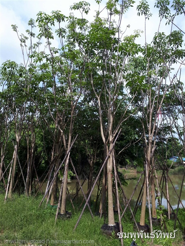 ต้นชมพูพันธุ์ทิพย์ | Burapa Garden  - เมืองปราจีนบุรี ปราจีนบุรี