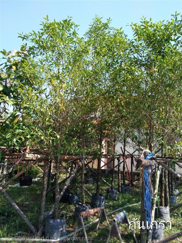 ต้นกันเกรา | Burapa Garden  - เมืองปราจีนบุรี ปราจีนบุรี